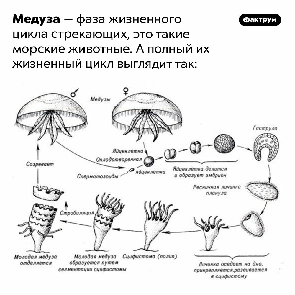 Каким способом размножаются кишечнополостные. Размножение медузы схема. Размножение сцифоидных медуз схема. Цикл развития сцифоидной медузы.