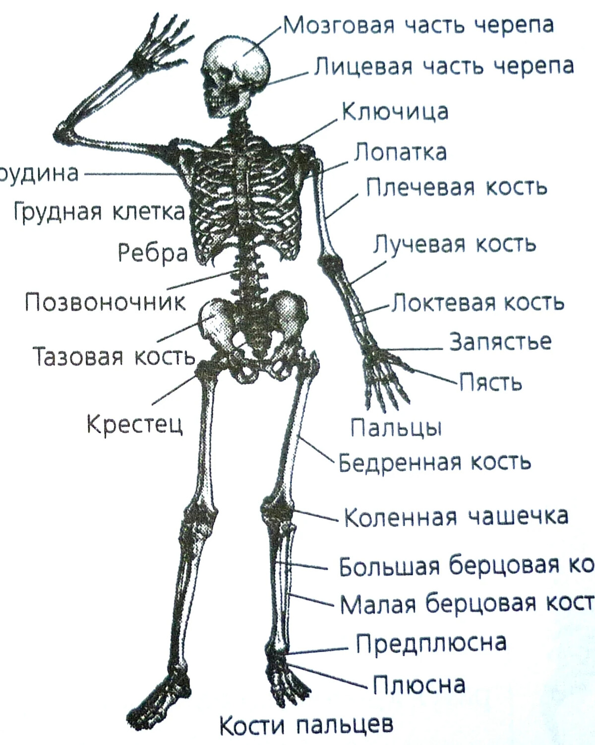 Итоговая работа по биологии 8 класс какой буквой на рисунке обозначена бедренная кость 2 вариант