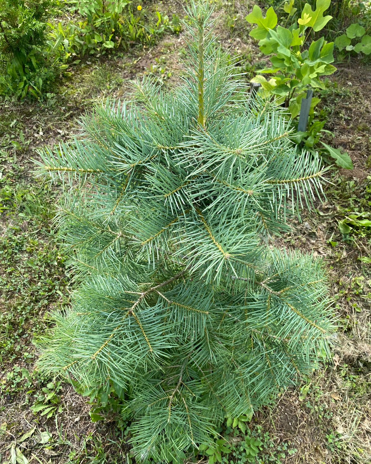 Пихта одноцветная Abies concolor