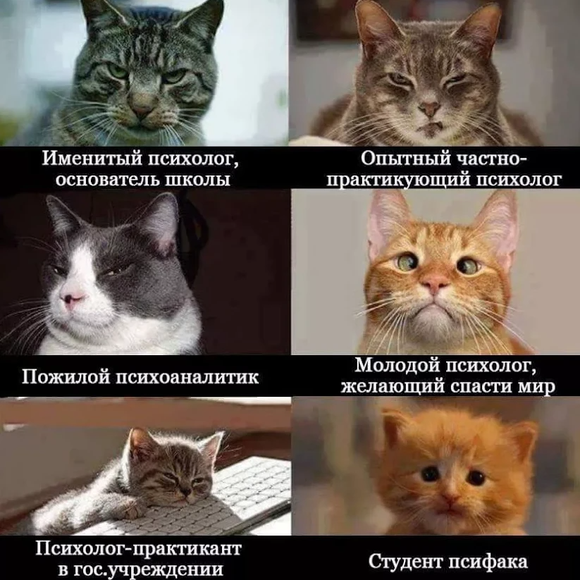 Котики хорошие лишнего текст