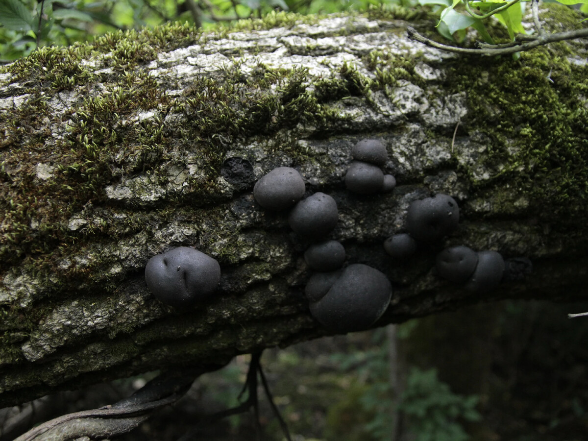 Черные грибы