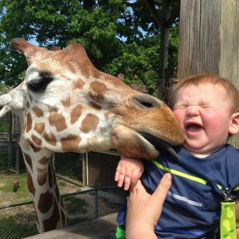 Лучшие приколы животными. Забавные животные. Про жирафа для детей. Смешные дети и животные. Жирафы прикольные.