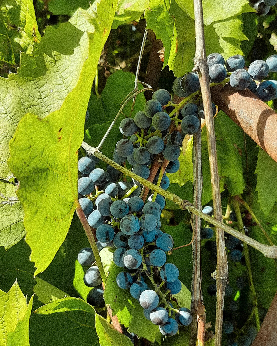 Примеры сортов культурных растений. Виды чачи. Пекинская брюссельская кольраби капусты. Сорт порода штамм. Сорта растений.