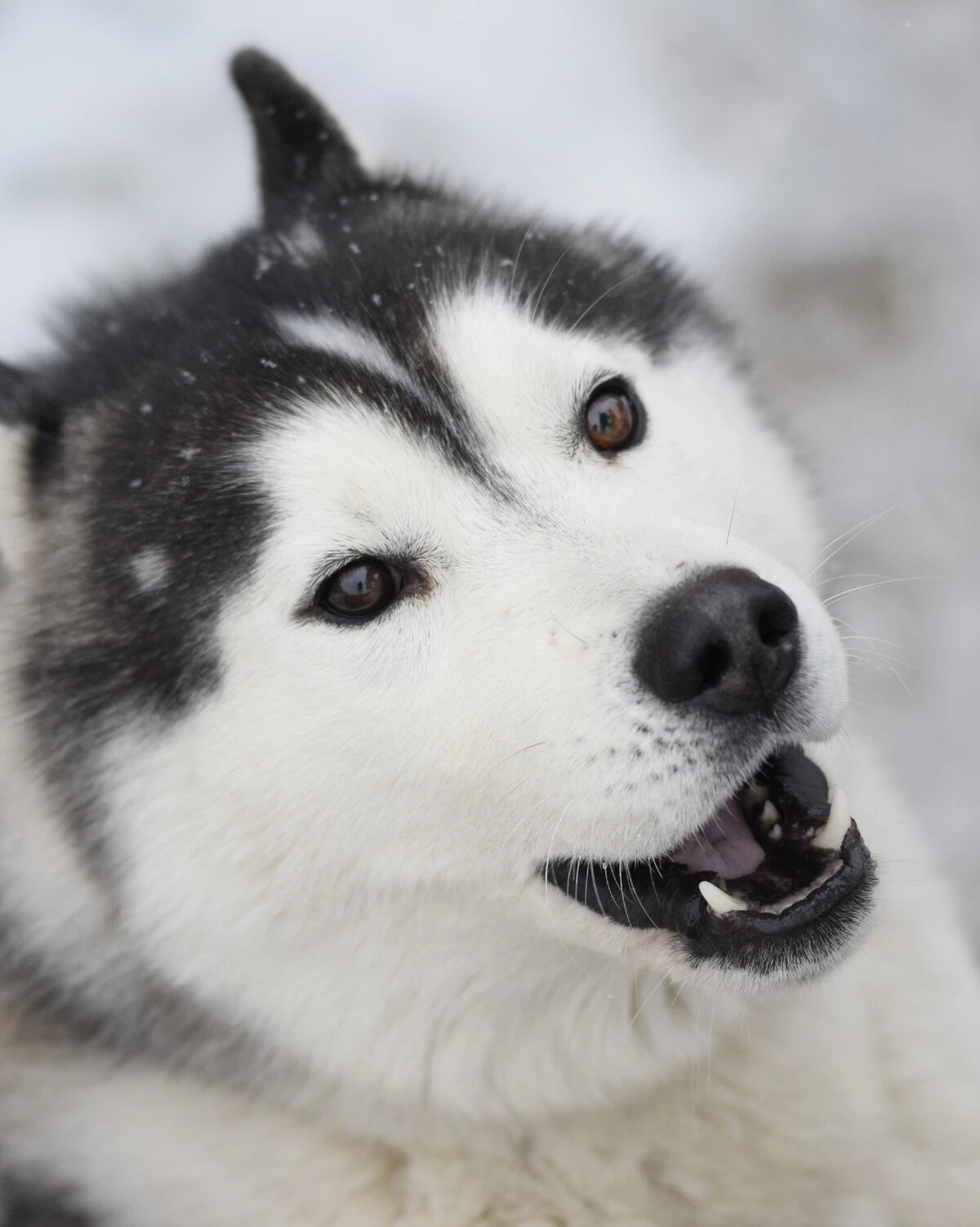жизнь с 10ю хаски. хаски тайсон. сибирский хаски. жизнь с 10ю хаски. жизнь с 9 хаски кинология без б.