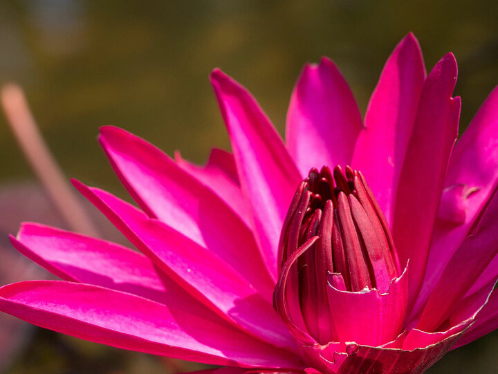 Lotus pattaya. Таиланд лоьос Паттайя Лотос. Тайский Лотос.