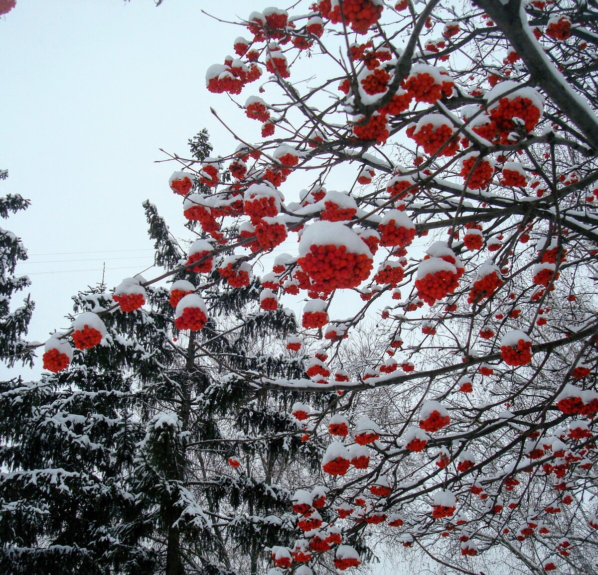 Зимняя рябина дерево