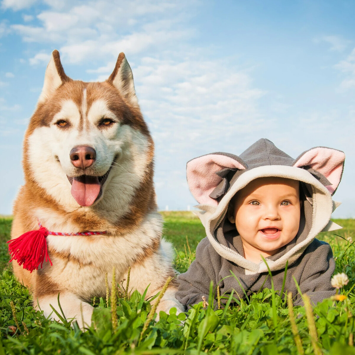 Dogs us. Фото Дани хаски. Кисть собаки и собака. Какая собака всегда будет защищать.