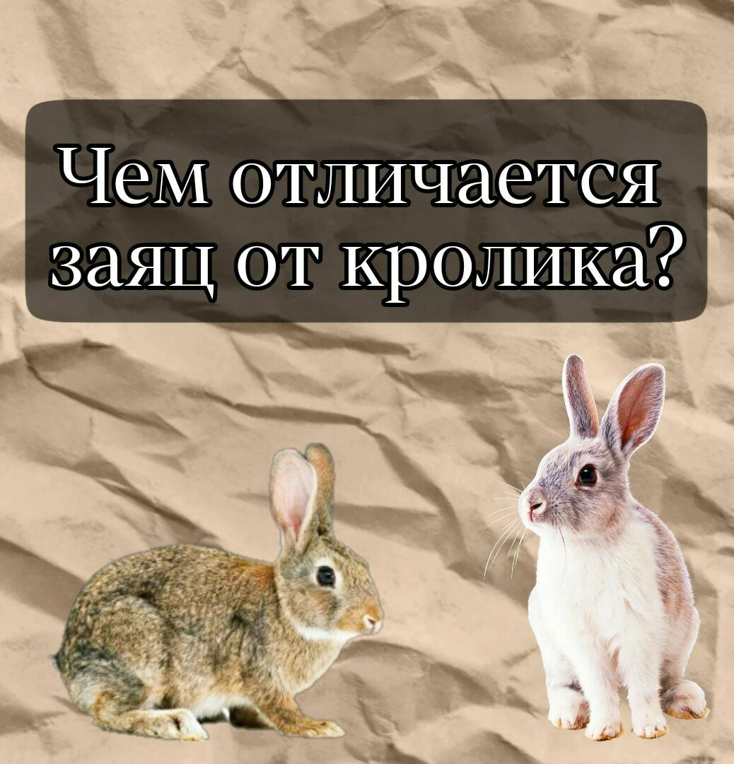 Различие зайца и белки. Интересные факты о кроликах. Кролик и зайчик отличия. Различия зайца т кролика. Заяц и кролик чем отличаются.
