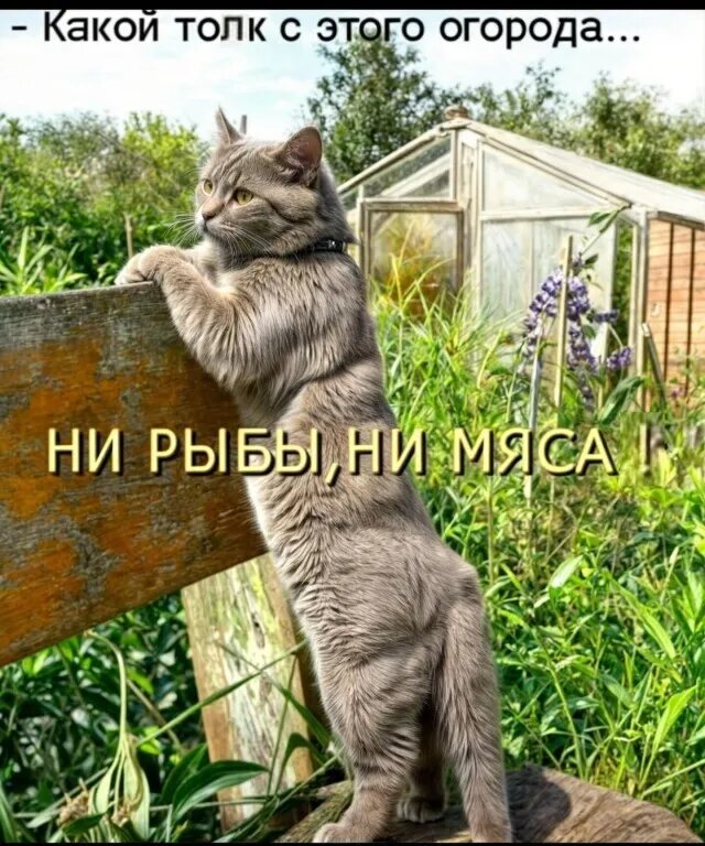 Картинка комментария