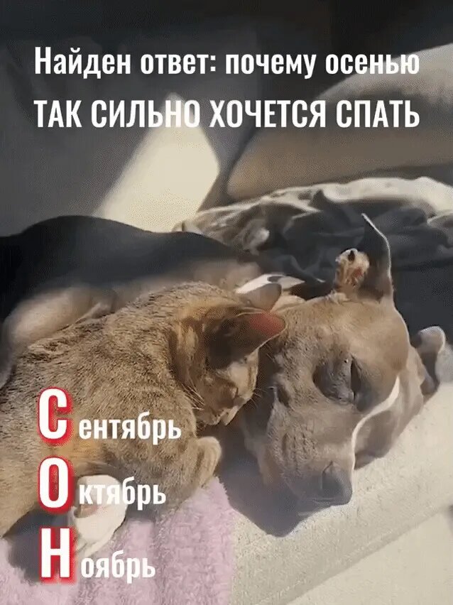 Картинка комментария