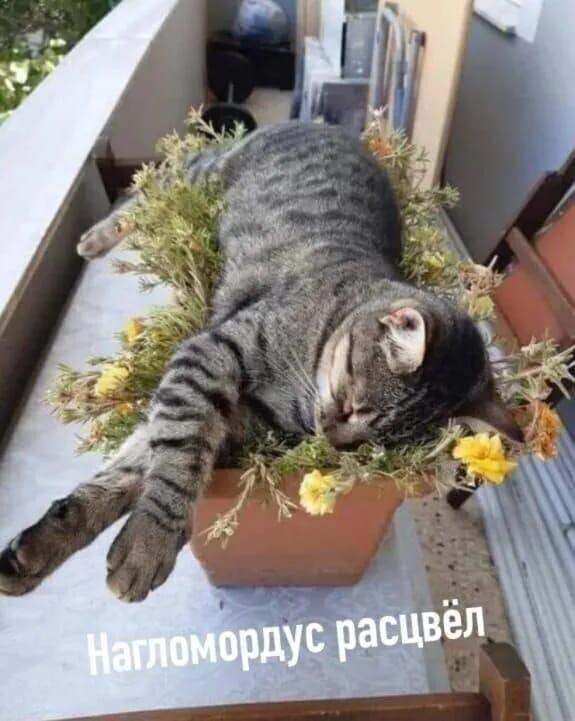 �������� �����������