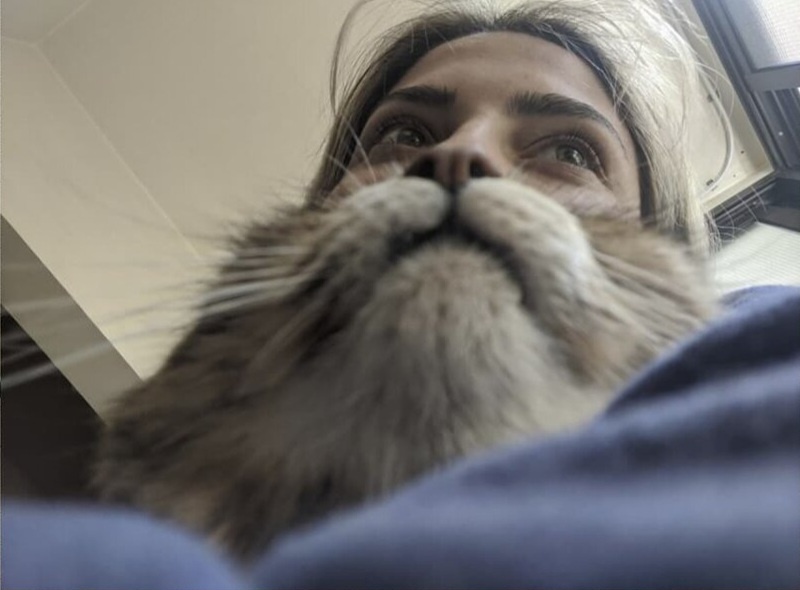 �������� �����������