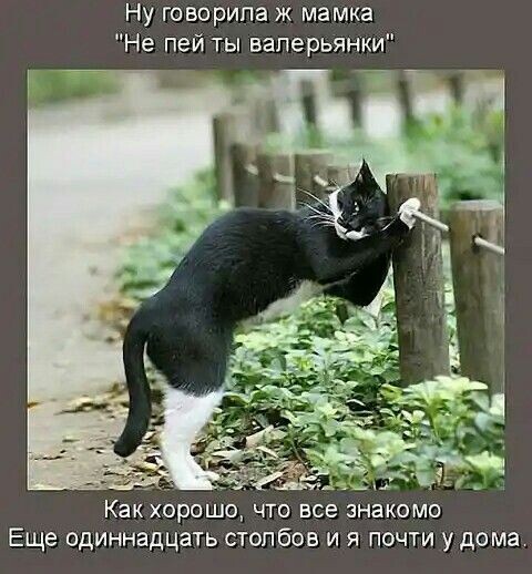 Картинка комментария