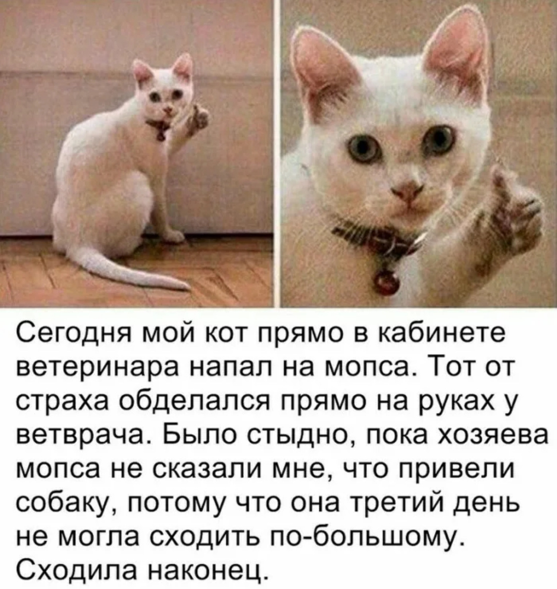 https://avatars.dzeninfra.ru/get-zen_pictures/271828/35648848-1729766930074/scale_1200